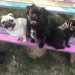 Should you feed your dog raw dog food