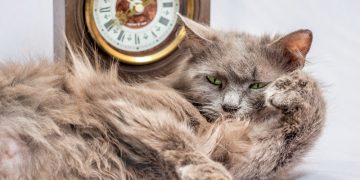 ageing cat