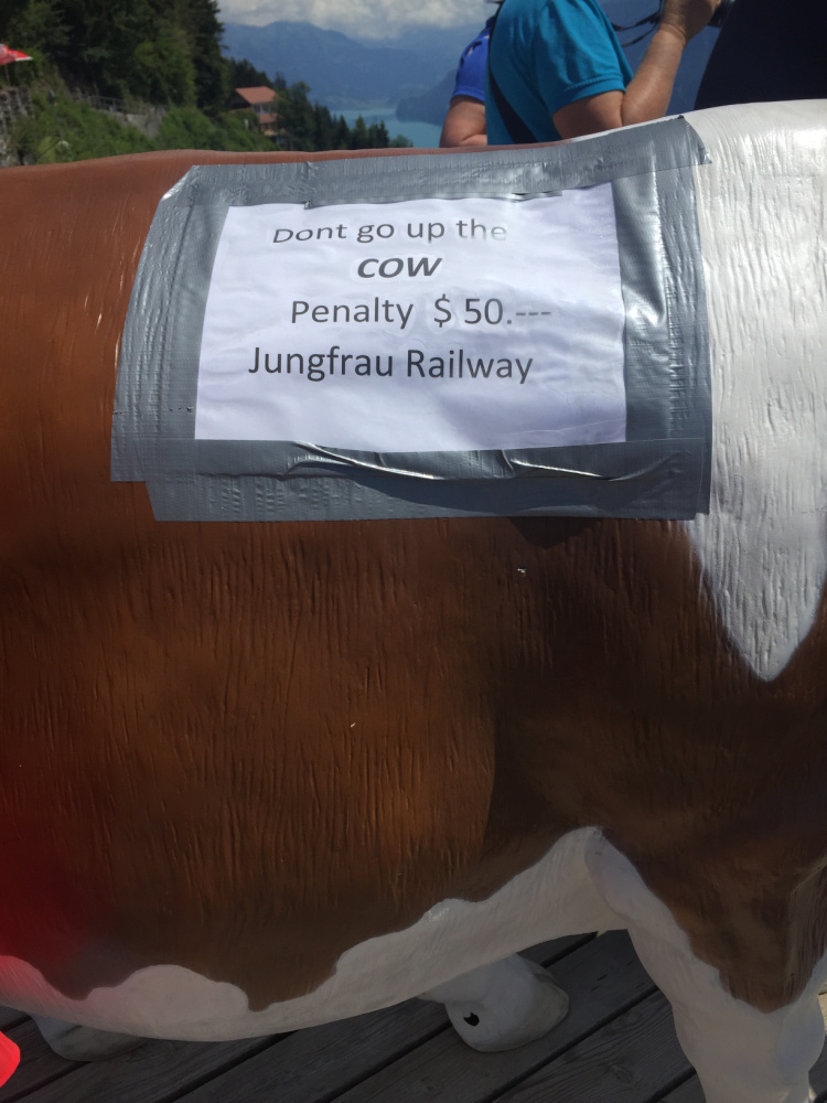Jungfrau Railway Cow