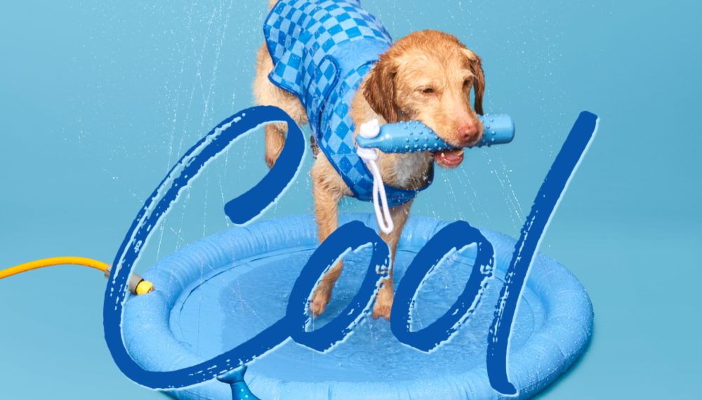 How to Keep Pets Cool in a Heatwave