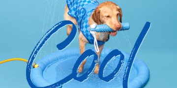 How to Keep Pets Cool in a Heatwave