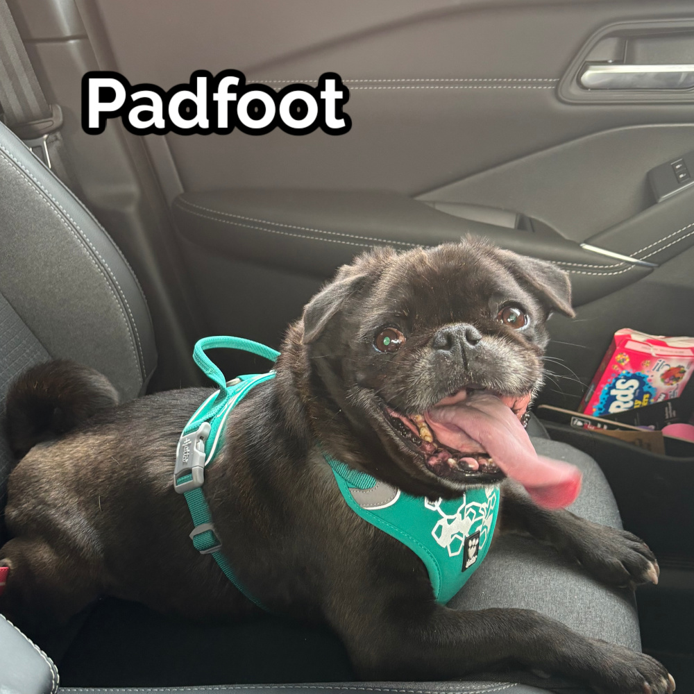 Sunday Woman Padfoot
