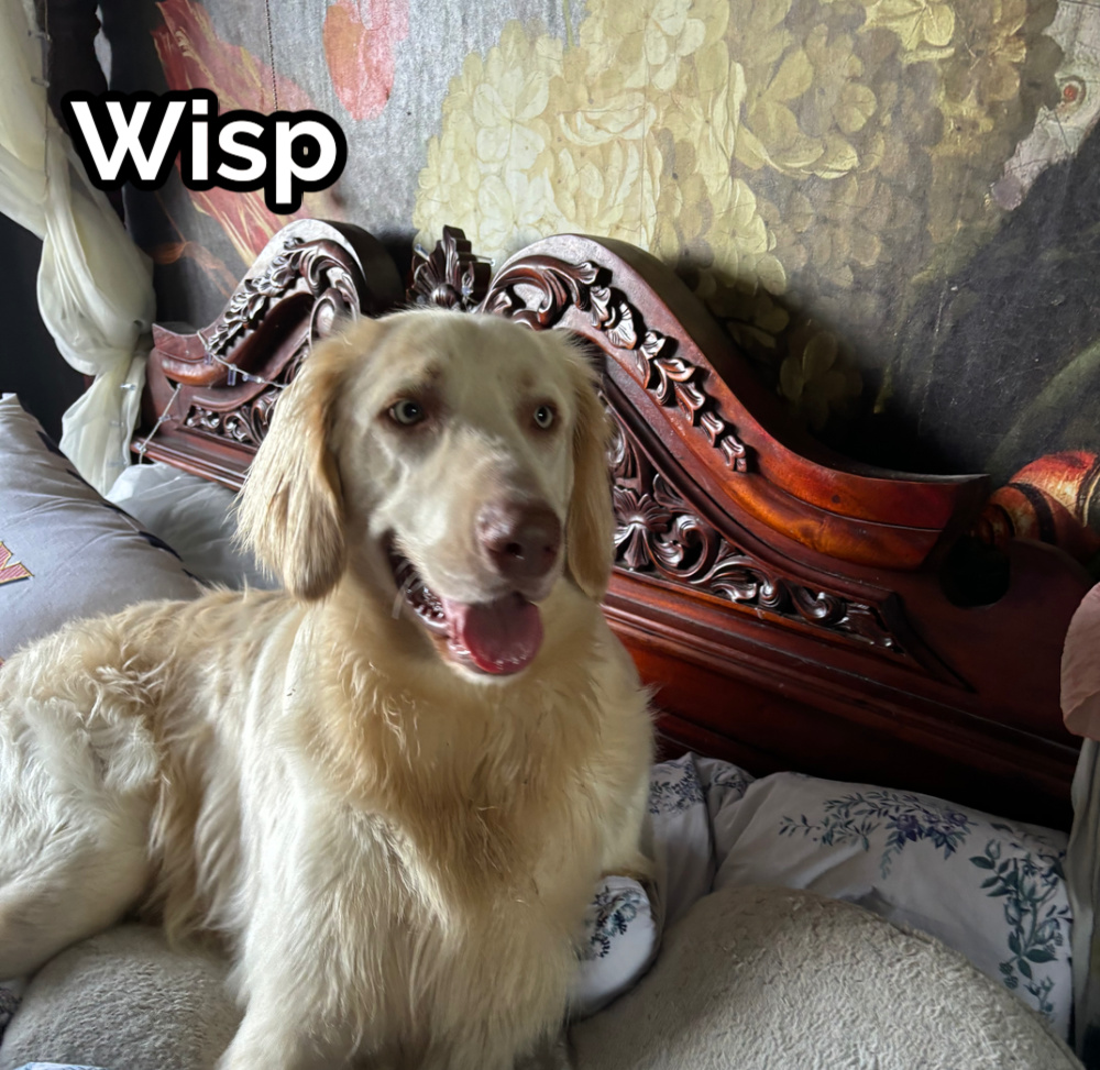 Sunday Woman Dogs